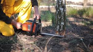 Best Fruit Tree Pruning  in North Key Largo, FL