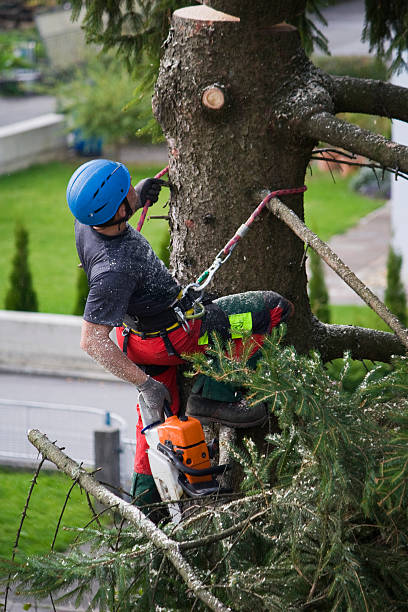 Best Tree Risk Assessment  in North Key Largo, FL