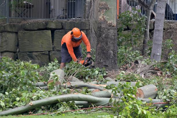 Best Emergency Tree Removal  in North Key Largo, FL